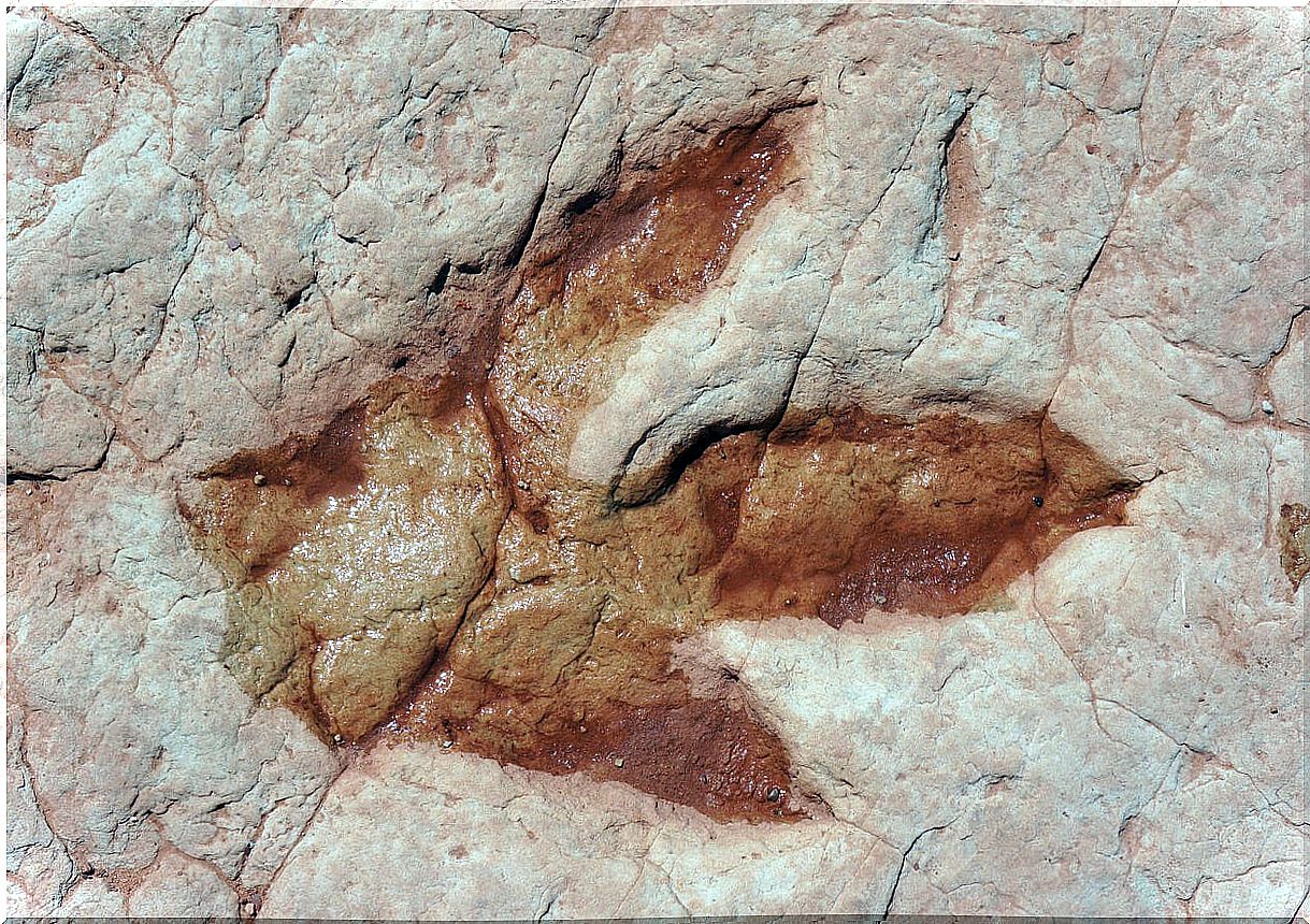 Dinosaur footprint from one of the places in Spain.