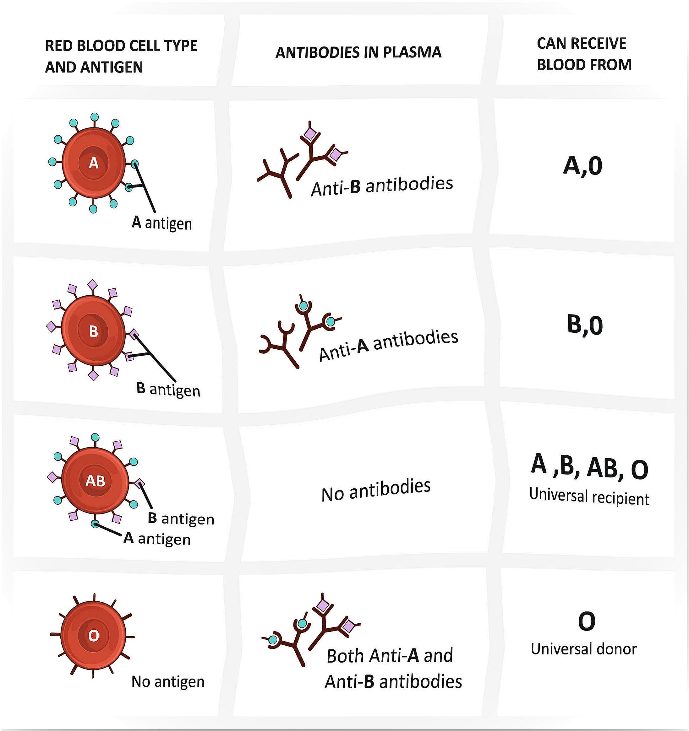 Table with the types of blood groups to explain to children